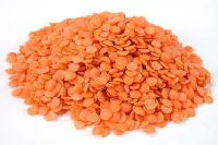 Manufacturers Exporters and Wholesale Suppliers of Red Lentil Ahmedabad Gujarat